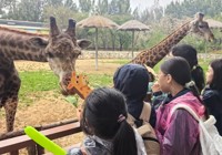 探秘自然，乐享研学！北京拔萃双语学校双语部小学段开展北京野生动物园研学实践活动